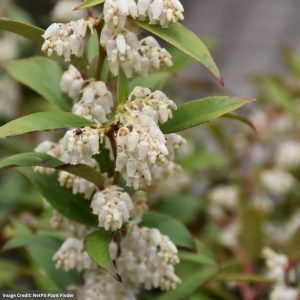 Leucothoe (Fetterbush) – Coast – #2 Container