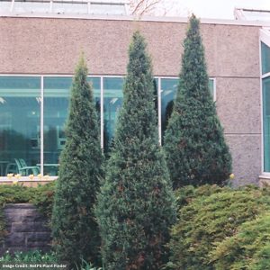 Juniper – Skyrocket – 5ft – B&B