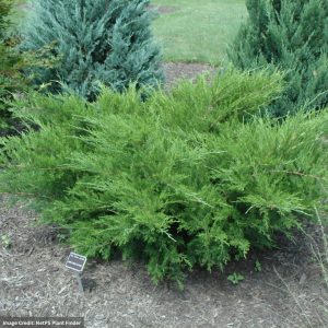 Juniper – Sea Green – 12-15″ – #3 Container