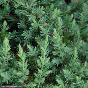 Juniper – Blue Pacific Shore – 12-15″ – #3 Container