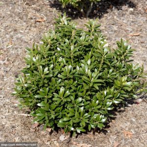 Inkberry Holly – Gem Box® – #5 Container