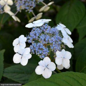 Hydrangea Serrata – Bluebird Lacecap – #2 Container