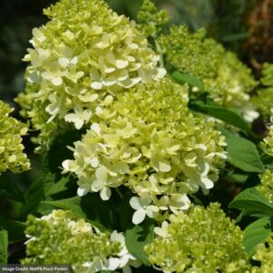 Hydrangea Paniculata – Little Lime – #3 Container