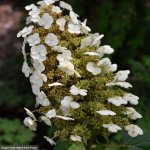 Hydrangea Quercifolia – Dwarf Oak Leaf Sikes – #2 Container