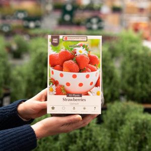 Strawberry – Quinalt – 10 Pack