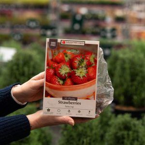 Strawberry – Surecrop – 10 Pack