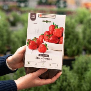 Strawberry – Cardinal – 10 Pack