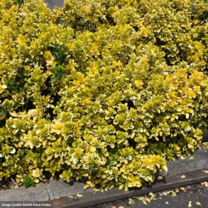 Euonymus – Golden – #3 Container