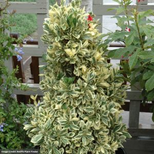 Euonymus – Silver King – #3 Container
