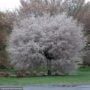 Cherry Blossom – Hally Jolivette – #2 Container