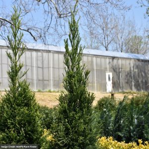 Cedar – Japanese Radicans – #10 Container