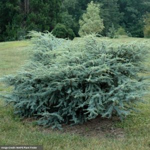 Cedar – Blue Atlas Horstmann – #10 Container