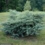 Cedar – Blue Atlas Horstmann – #10 Container