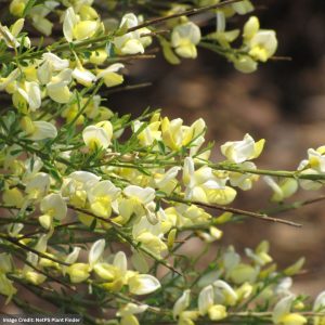 Scotch Broom (Warminster) – Allgold – #1 Container