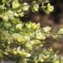 Scotch Broom (Warminster) – Allgold – #1 Container