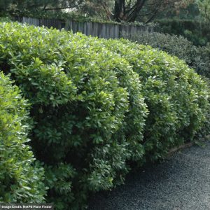Bayberry – Northern – #2 Container