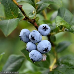 Blueberry – Berkeley Highbush – #1 Container