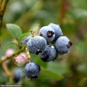 Blueberry – Lateblue Highbush – #1 Container