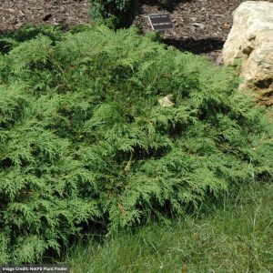 Cypress – Siberian Carpet – #2 Container