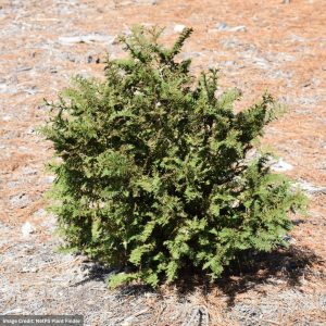 Falsecypress – Hinoki Fernspray – #1 Container