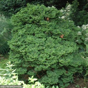 Falsecypress – Hinoki Koster’s – #1 Container