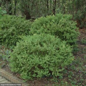 Boxwood – Wintergreen – 15-18″ – #5 Container