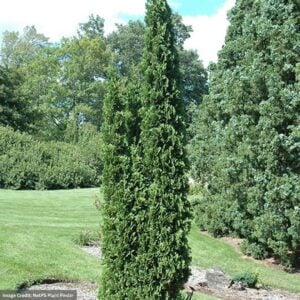 Arborvitae – Degroot’s Spire – 4-5ft – #10 Container