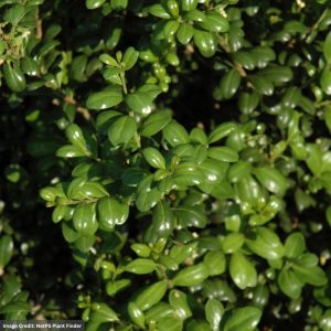 Holly – Japanese Chesapeake – 4-4.5ft – #15 Container