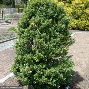 Holly – Japanese Schwoebel Upright – 4-4.5ft – #10 Container