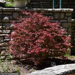 Japanese Maple – Shaina – #7 Container
