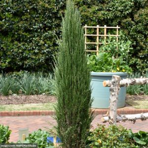 Juniper – Blue Arrow – #10 Container