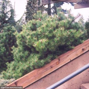 Japanese Red Pine – Jane Kluis – #3 Container