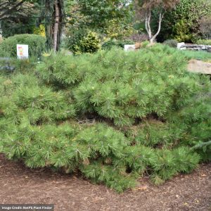 Eastern White Pine – Soft Touch – #3 Container
