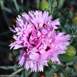 Pinks (Dianthus) – Early Bird™ Fizzy – 1 Qt Container