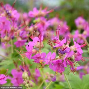 Cranesbill (Geranium Macrorrhyzum) – Bevan’s Variety – #1 Container
