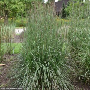 Bluestem (Andropogon gerardii) – Blackhawks – #1 Container