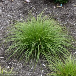 Pennsylvania Sedge (Carex Pensylvanica) – #1 Container