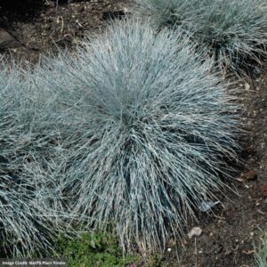 Fescue (Festuca glauca) – Elijah Blue – 1 Qt Container