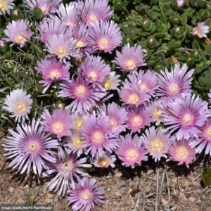 Ice Plant (Delosperma Psfave) – Lavender Ice – 1 Qt Container
