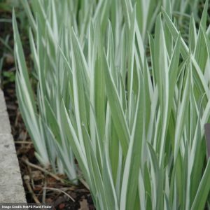 Japanese Flag Iris (Ensata) – Variegated – #1 Container