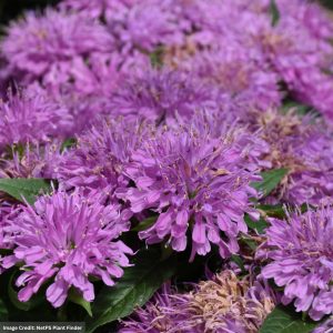 Bee Balm (Monarda) – Grand Parade – #1 Container