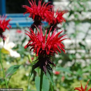 Bee Balm (Monarda) – Jacob Cline – #1 Container