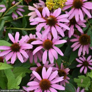 Coneflower (Echinacea) – Purple – #1 Container