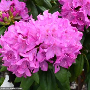 Rhododendron – Roseum Pink – 30″ – #10 Container