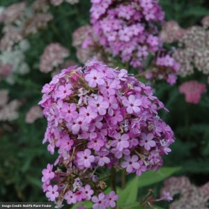Garden Phlox (Paniculata) – Jeana – #1 Container