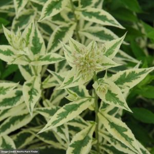 Garden Phlox (Paniculata) – Norah Leigh – #1 Container