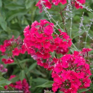 Garden Phlox (Paniculata) – Starfire – #1 Container