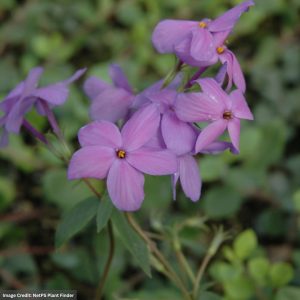 Creeping Phlox (Stolonifera) – Sherwood Purple – #1 Container