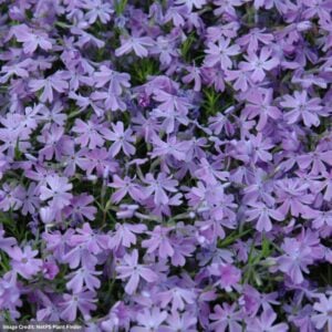 Creeping Phlox – Subulata Emerald Cushion Blue – 1 Qt Container