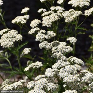 Common Yarrow (Achillea Millefolium) – #1 Container